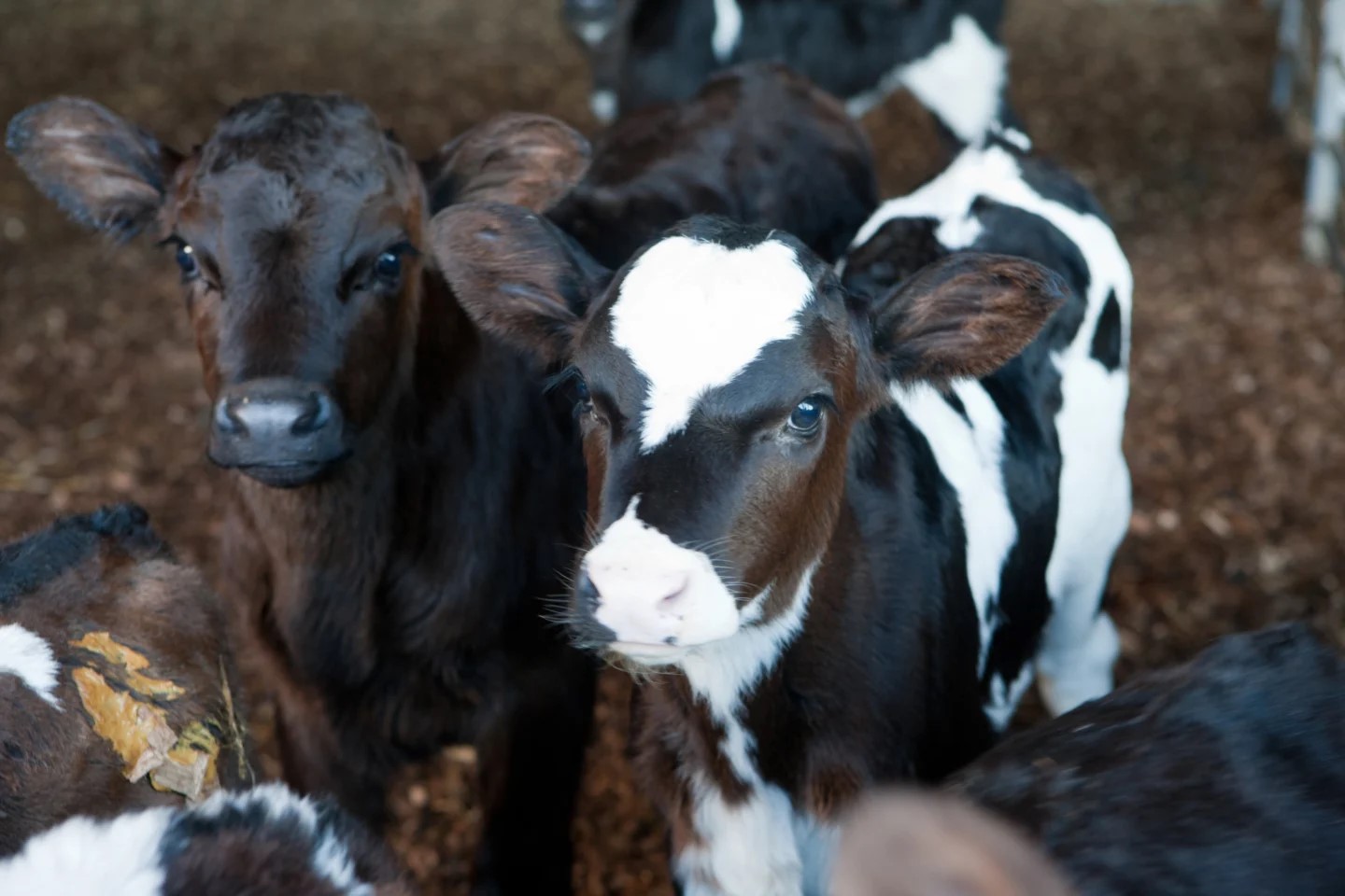 Young dairy calves on New Zealand pasture