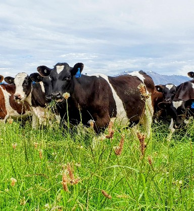 NZ Young Beef